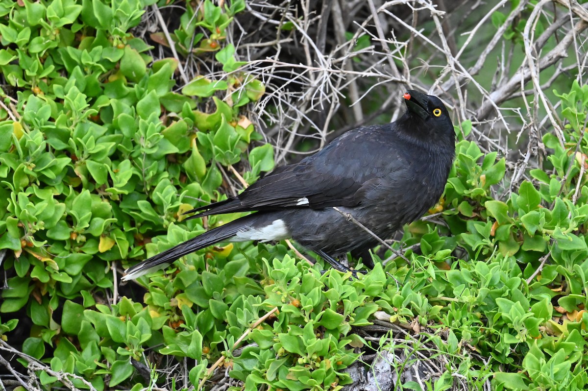 Verdugo Pío - ML645566997