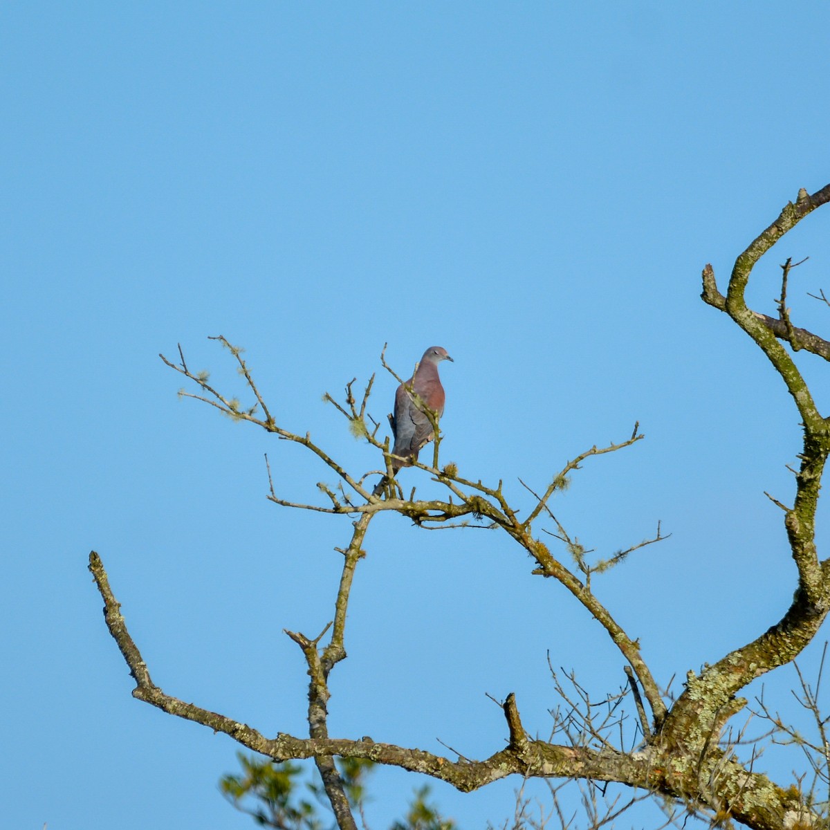 Pale-vented Pigeon - ML645567016