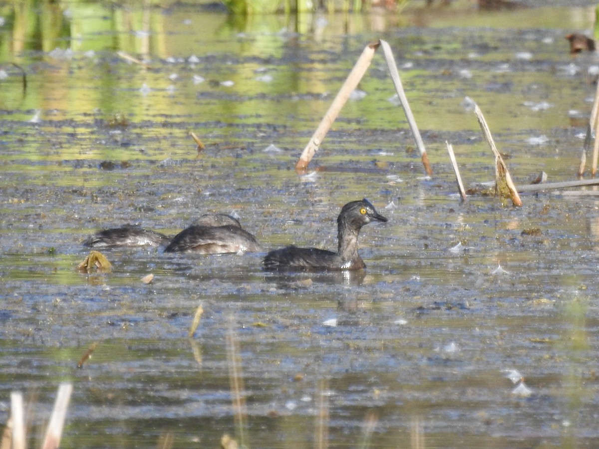 Least Grebe - ML645567037