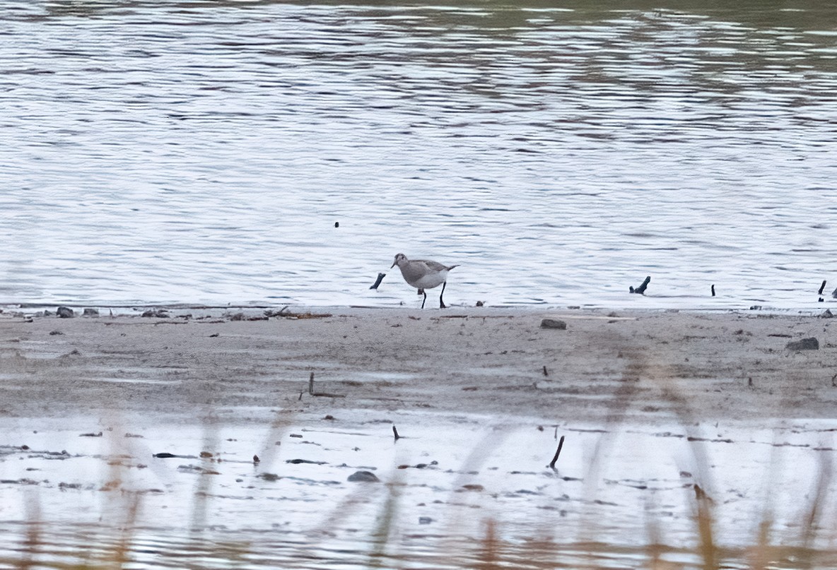 Дутыш - ML645567054