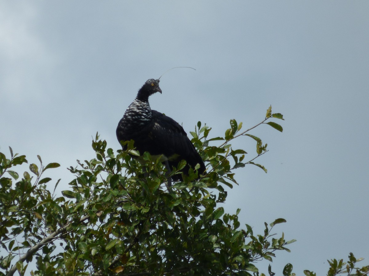 kamiš růžkatý - ML645567058