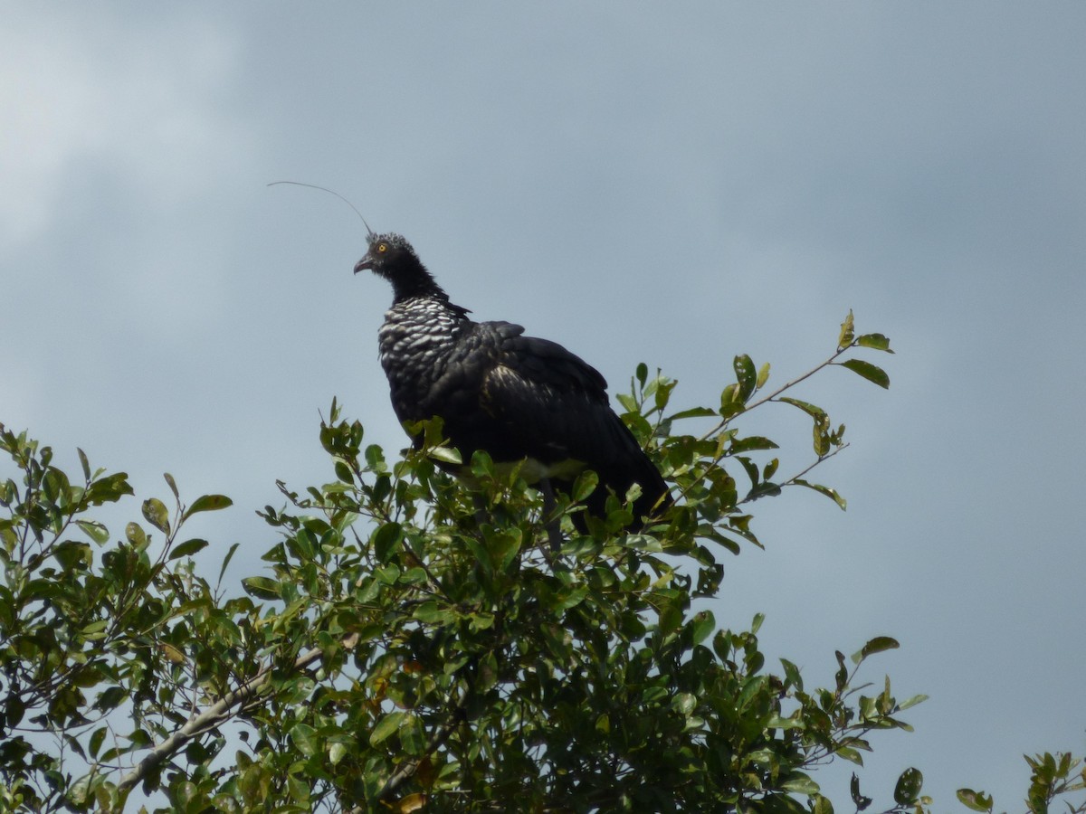 kamiš růžkatý - ML645567060