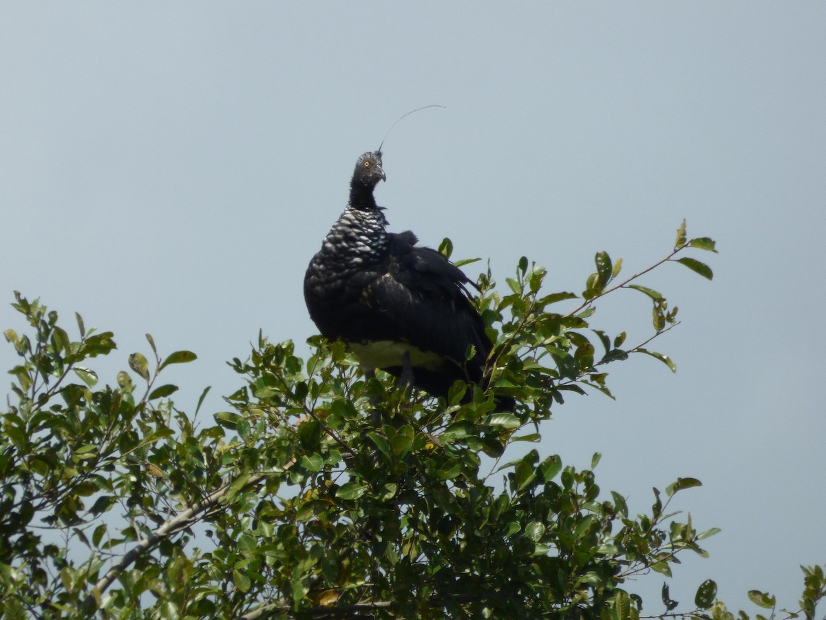 kamiš růžkatý - ML645567061