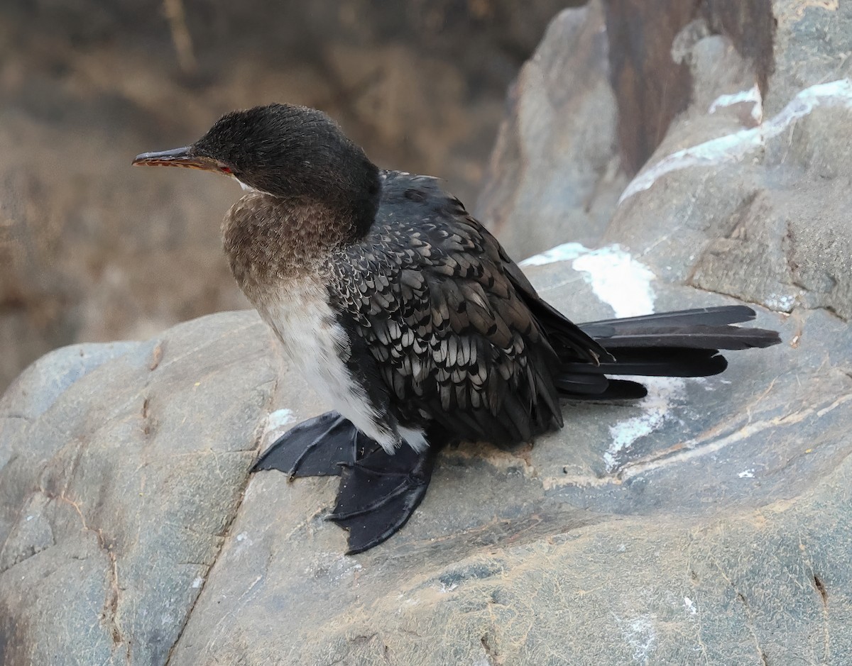 kormorán dlouhoocasý - ML645567062