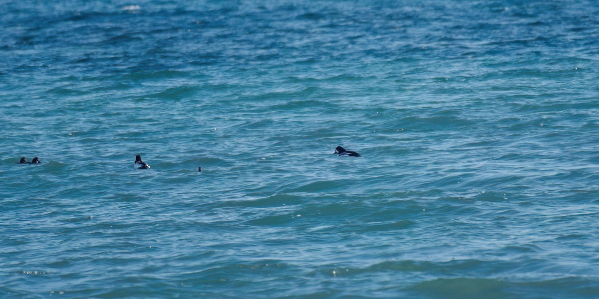 Barrow's Goldeneye - ML645567068