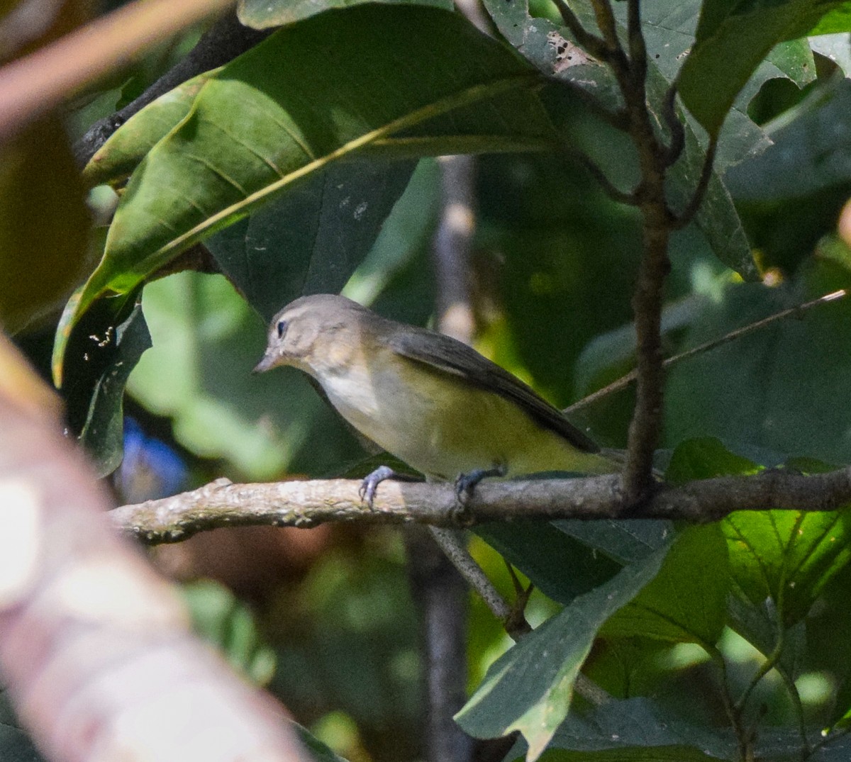 Philadelphia Vireo - ML645567085