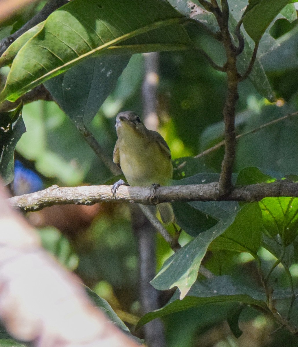 Philadelphia Vireo - ML645567086