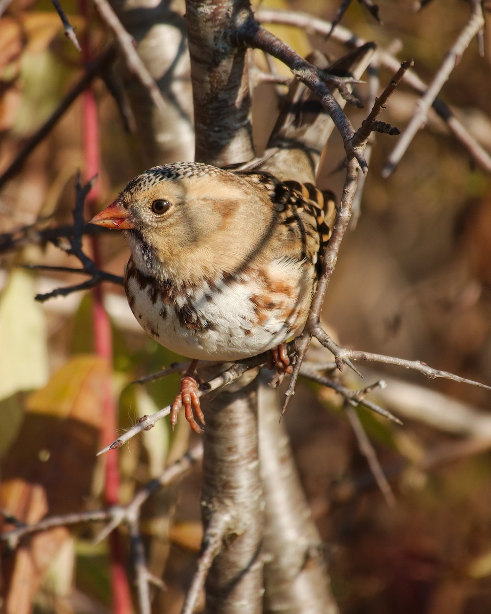 Harris's Sparrow - ML645567128