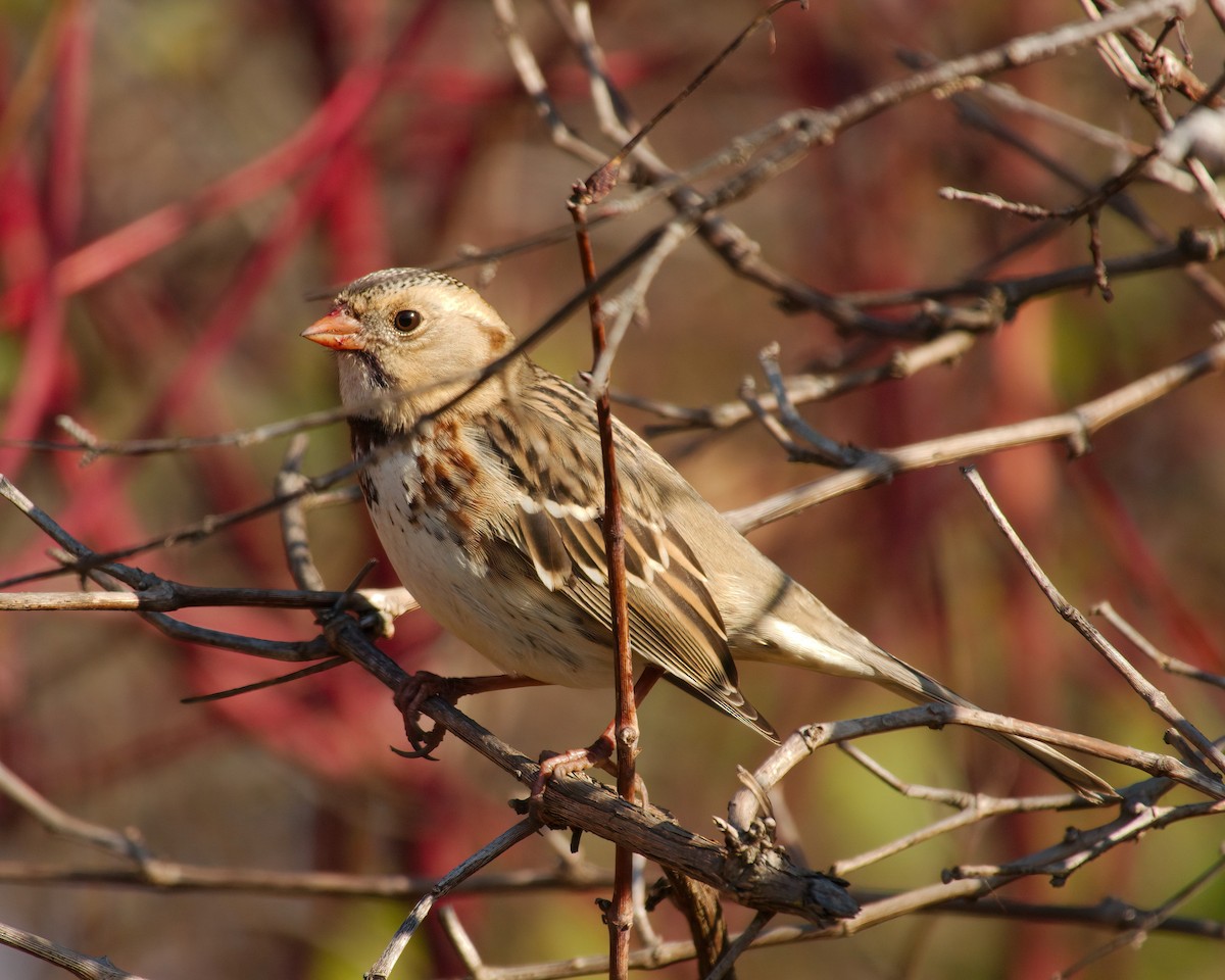 Harris's Sparrow - ML645567129