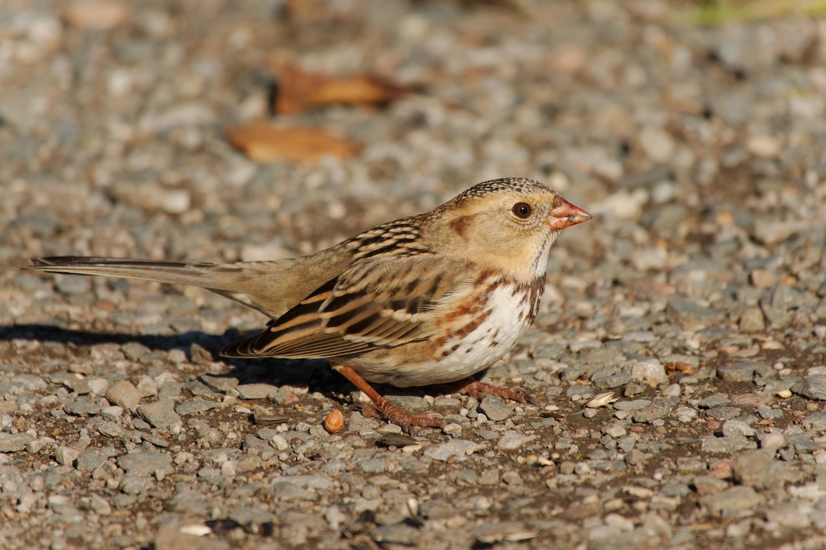 Harris's Sparrow - ML645567130