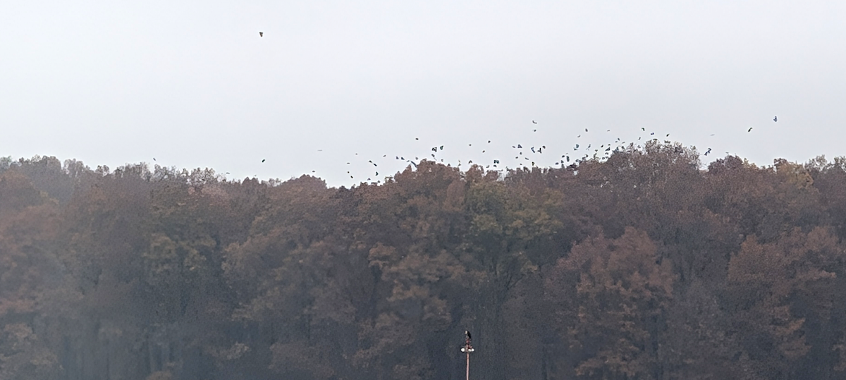 Short-eared Owl (Northern) - ML645567134