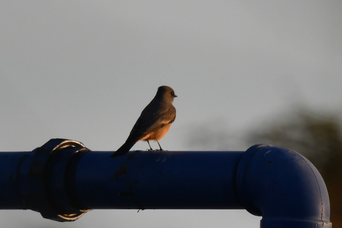 Say's Phoebe - ML645567140