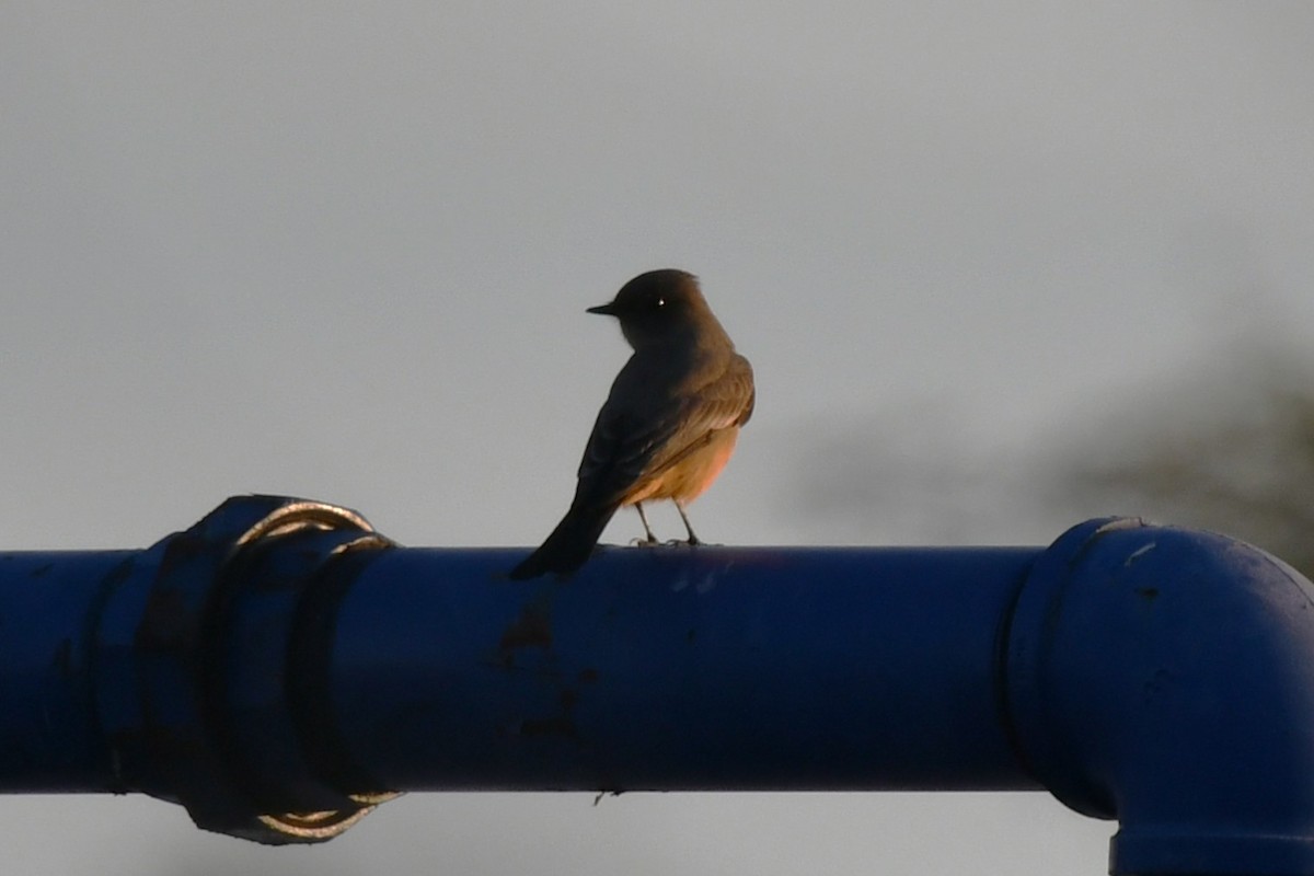 Say's Phoebe - ML645567152