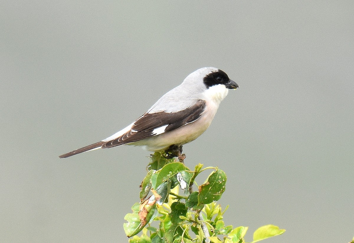 חנקן שחור-מצח - ML645567169