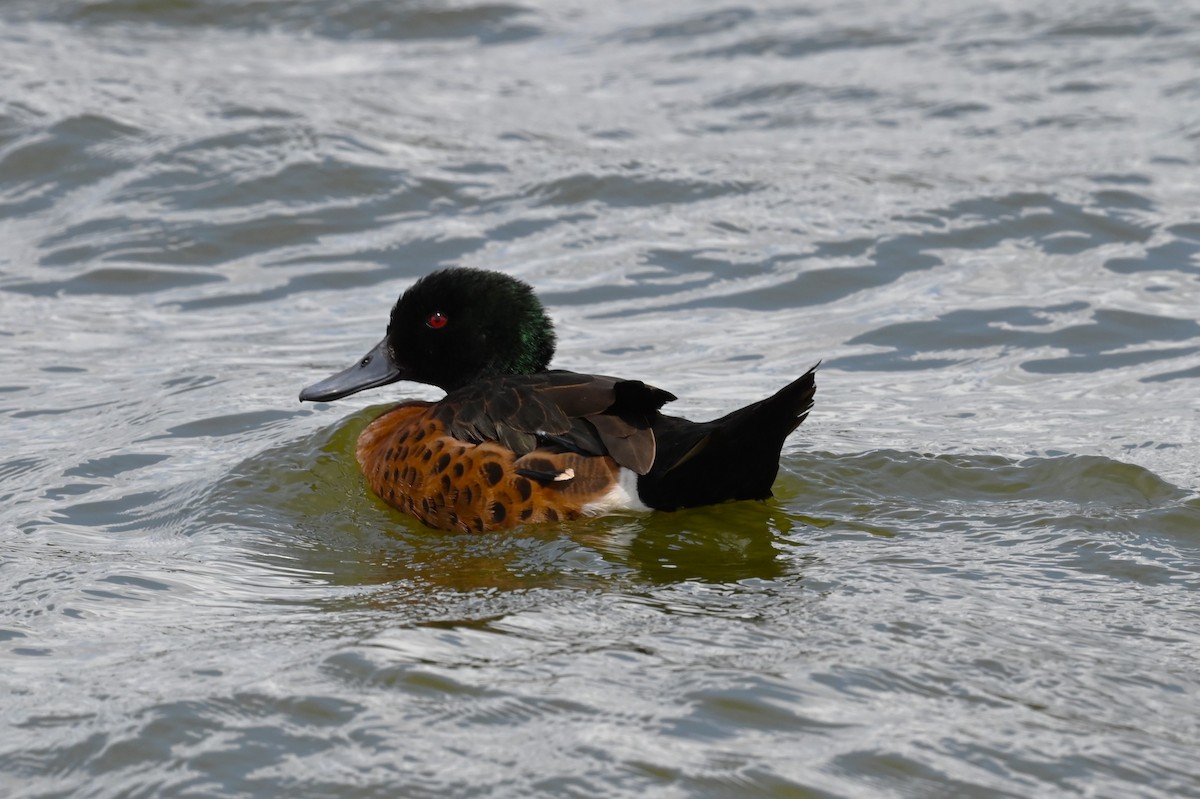 Chestnut Teal - ML645567192