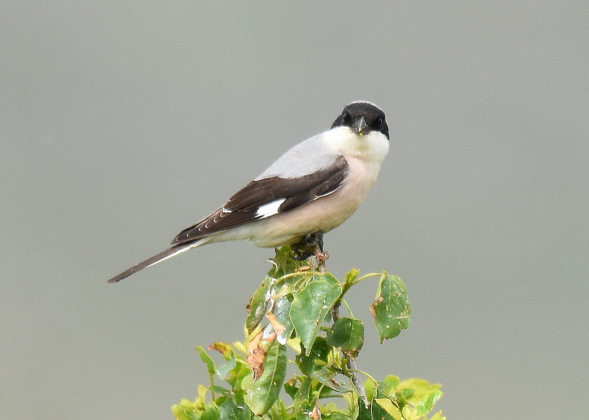 חנקן שחור-מצח - ML645567196