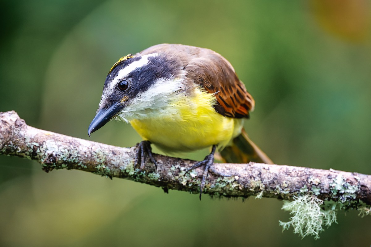 Great Kiskadee - ML645567197