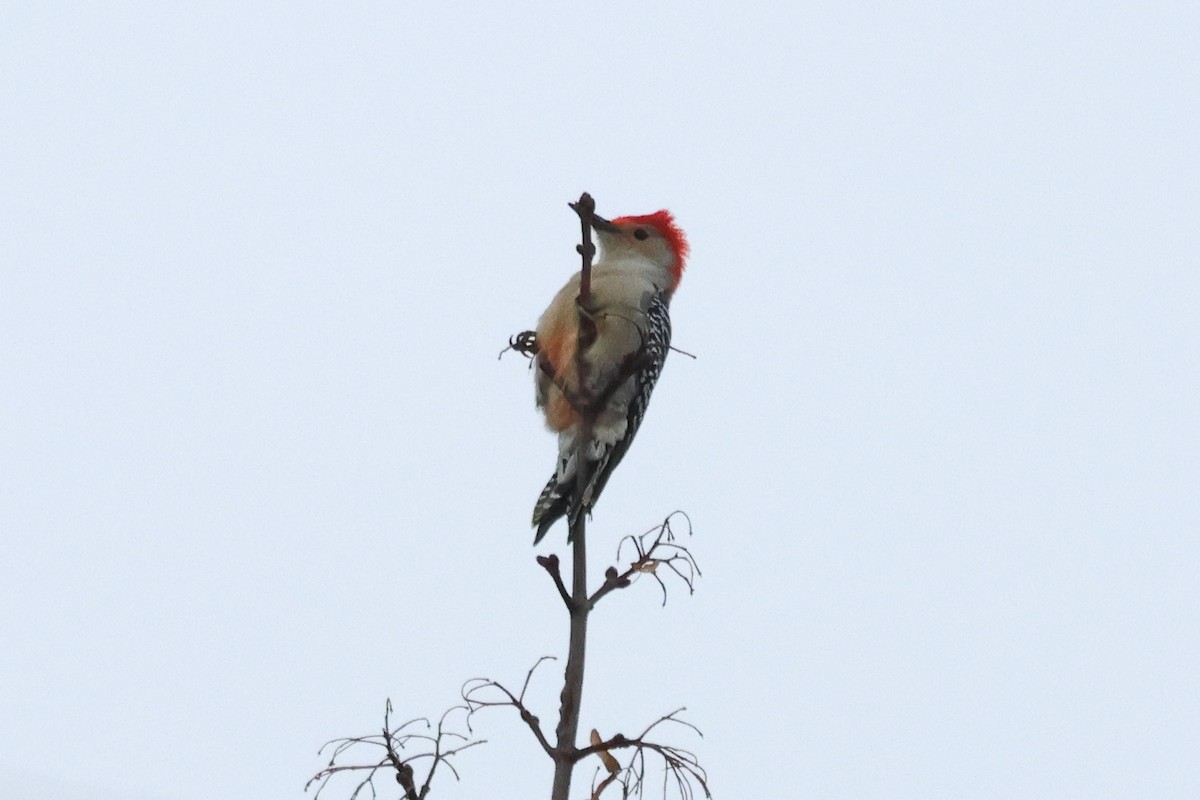 Red-bellied Woodpecker - ML645567211