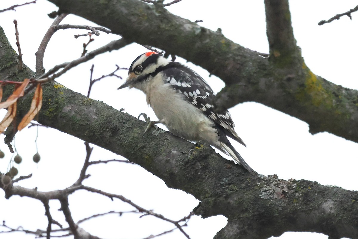 Downy Woodpecker - ML645567218