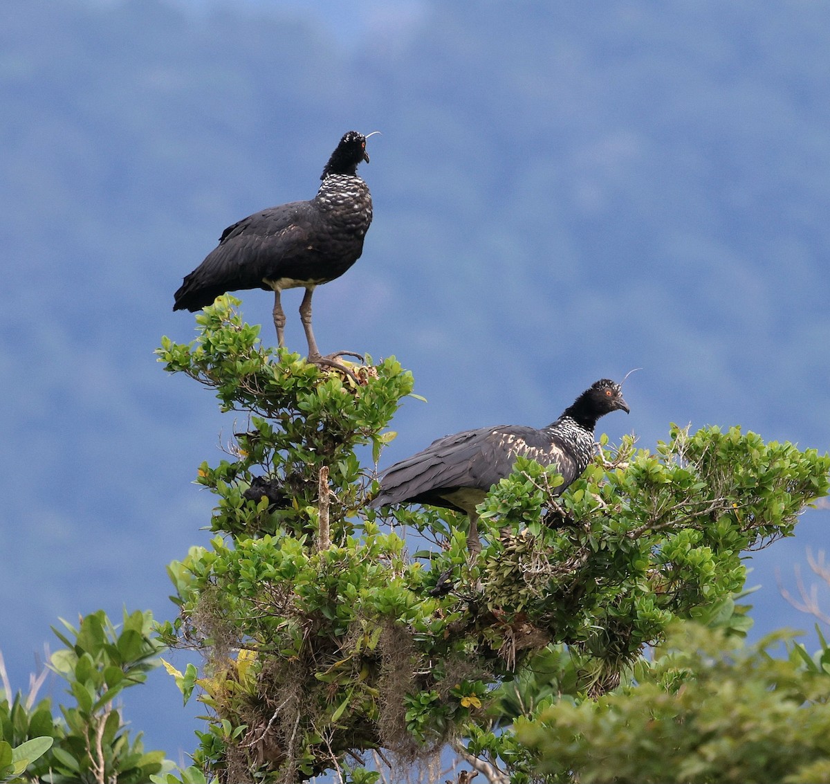 kamiš růžkatý - ML645567228