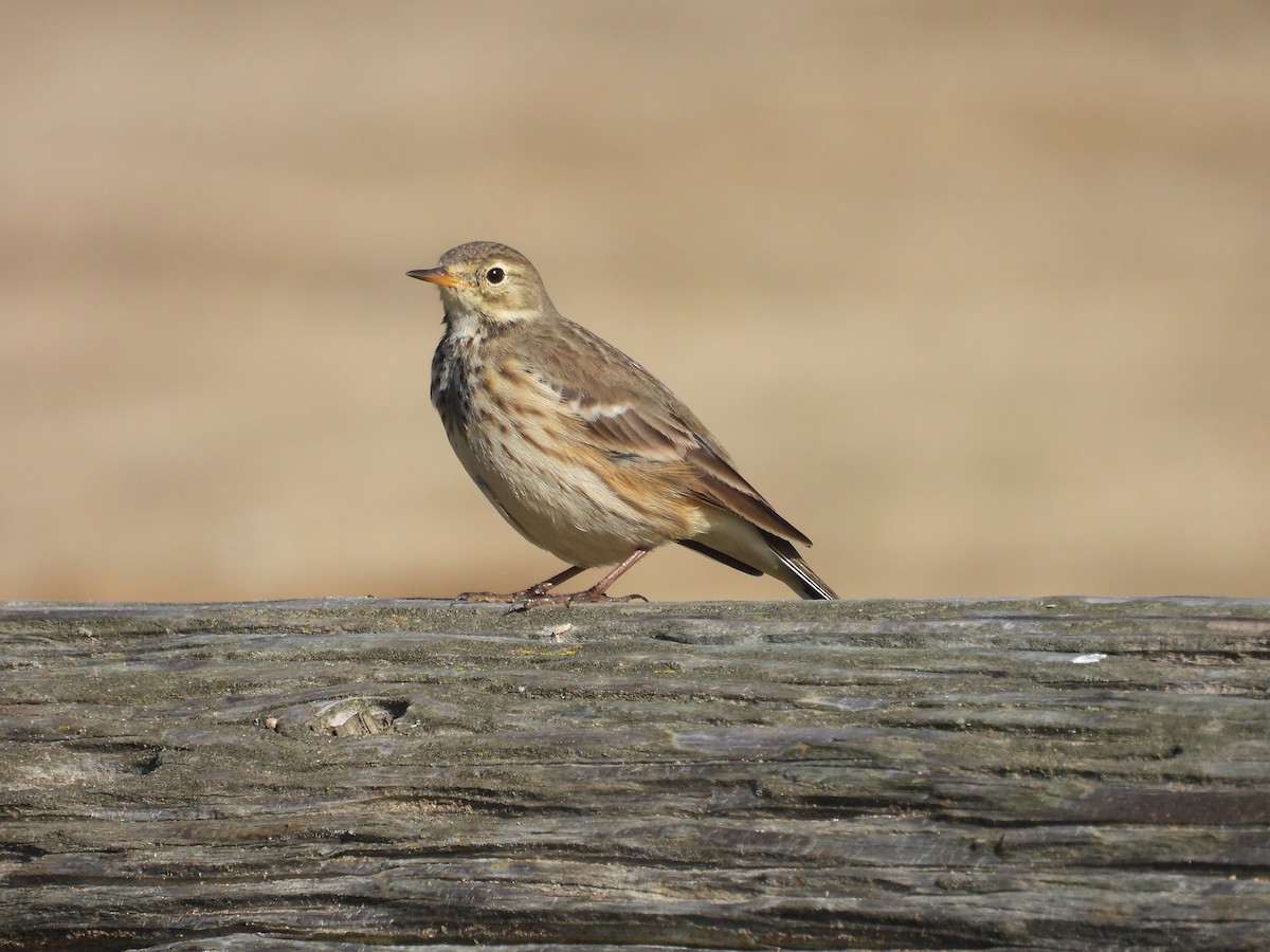 Amerika İncirkuşu - ML645567229