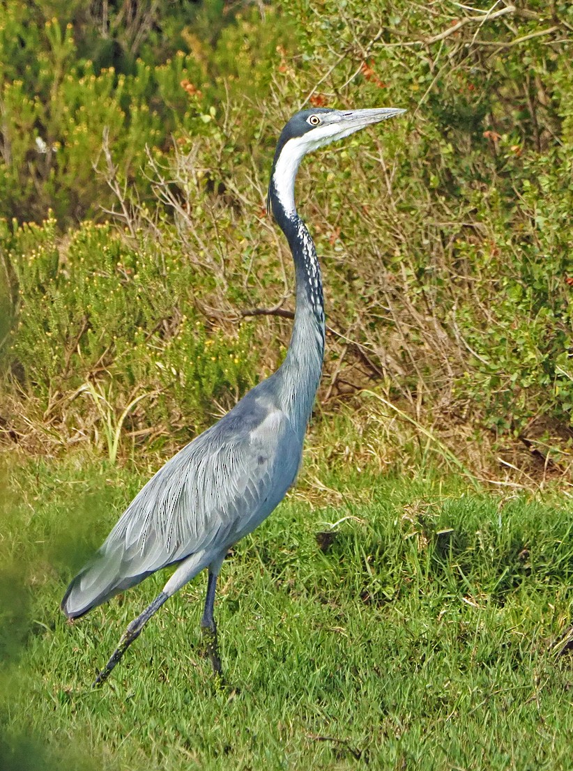 Héron mélanocéphale - ML645567236