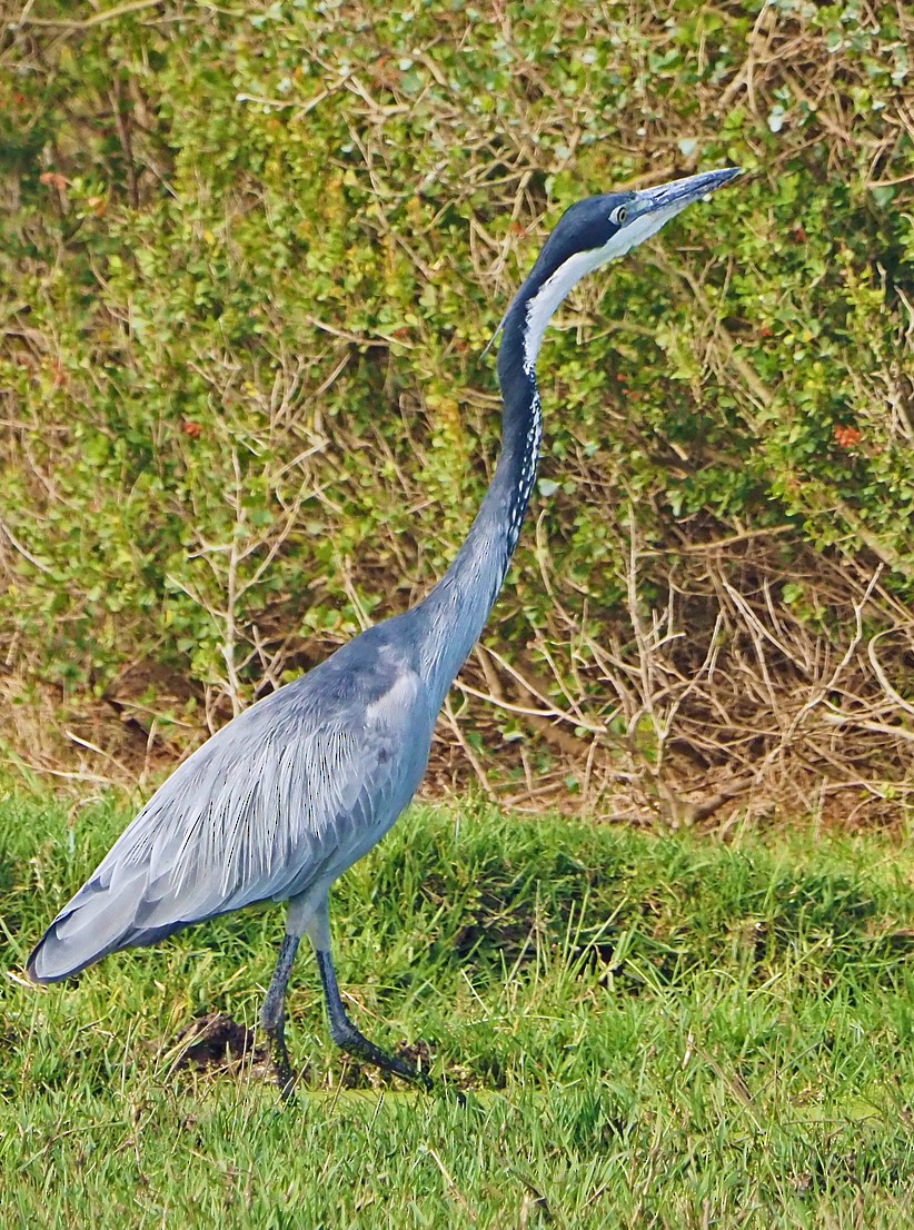 Héron mélanocéphale - ML645567237