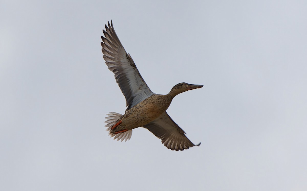 Kaşıkgaga - ML645567238