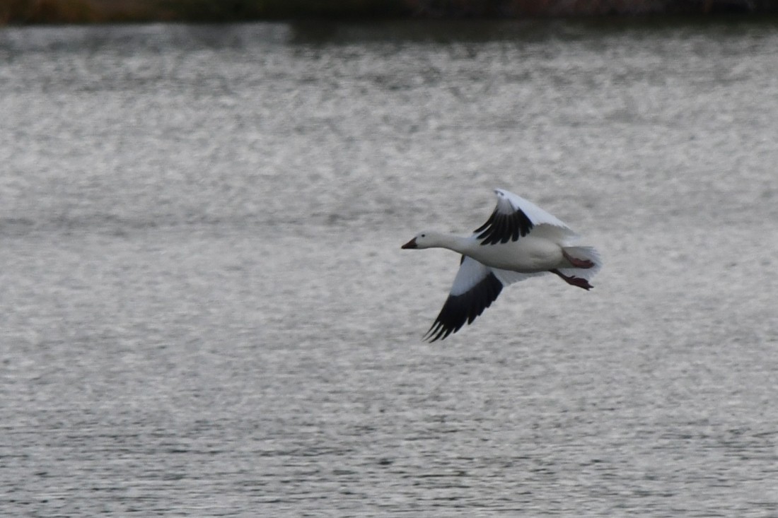 Kar Kazı - ML645567239