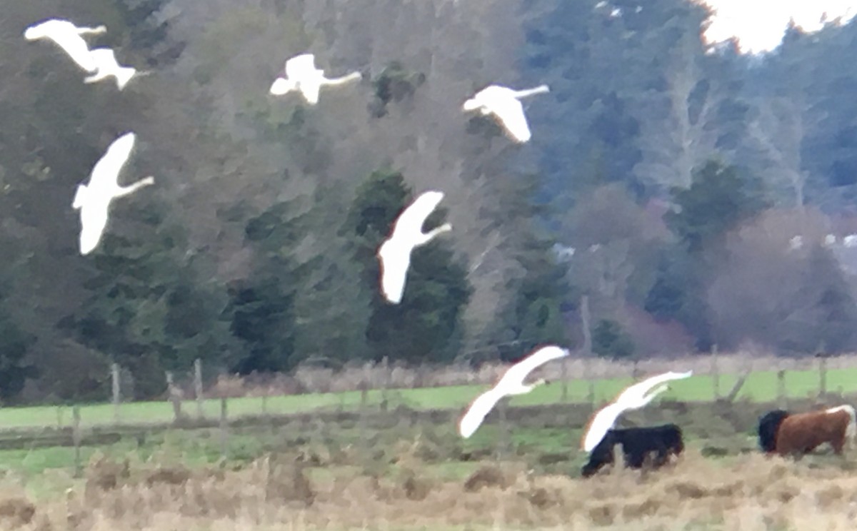 Borazancı Kuğu - ML645567240