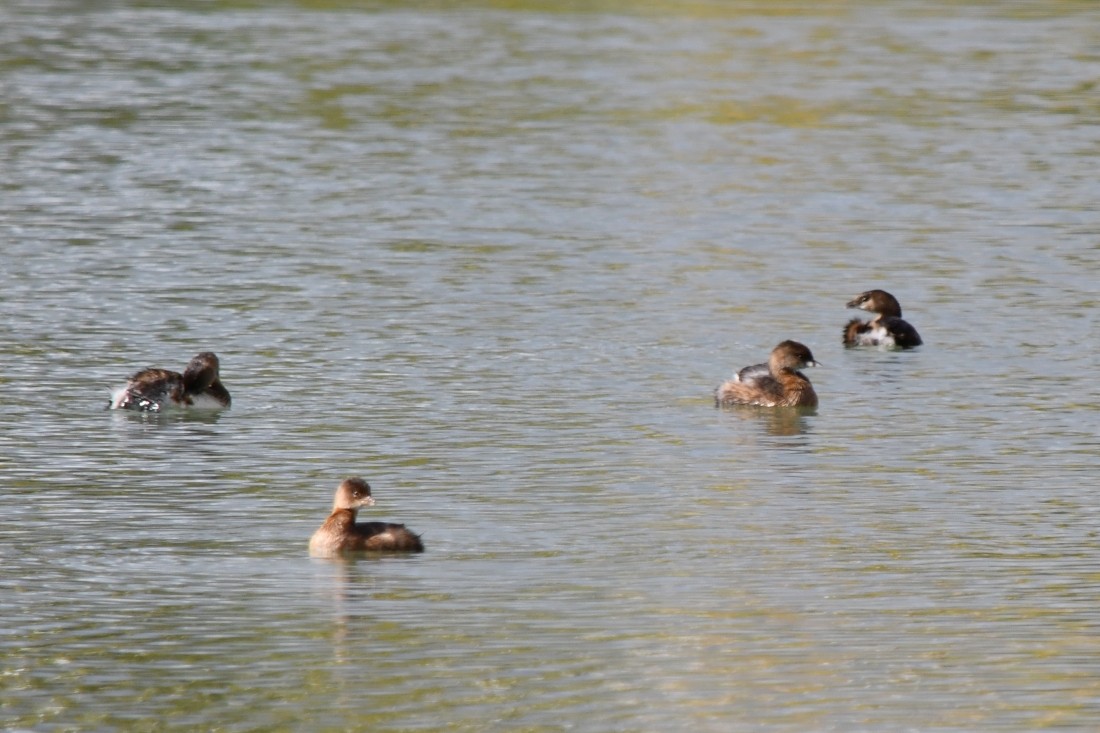 Kalın Gagalı Batağan - ML645567241