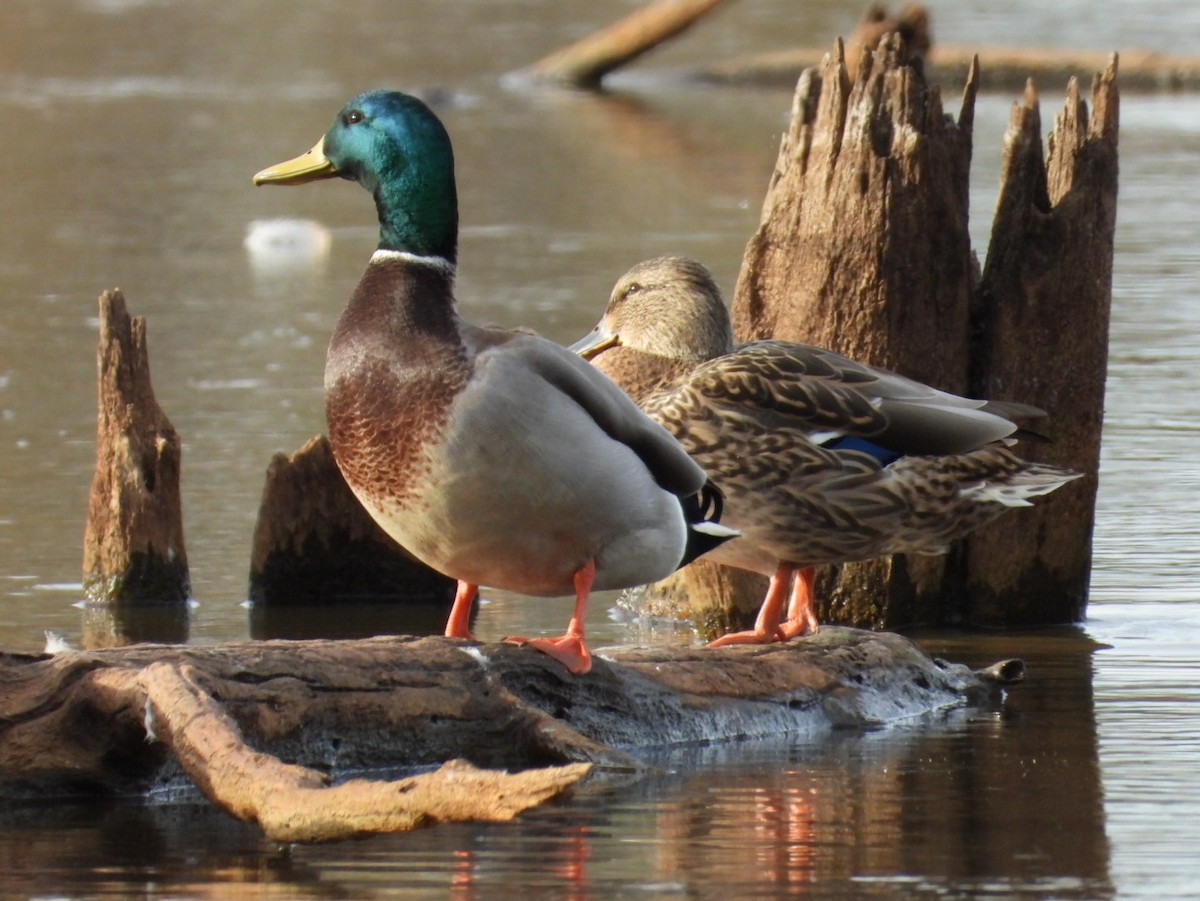 Yeşilbaş - ML645567244