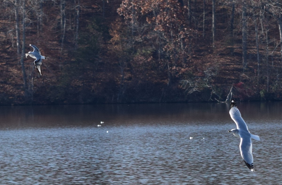 Küçük Karabaş Martı - ML645567249