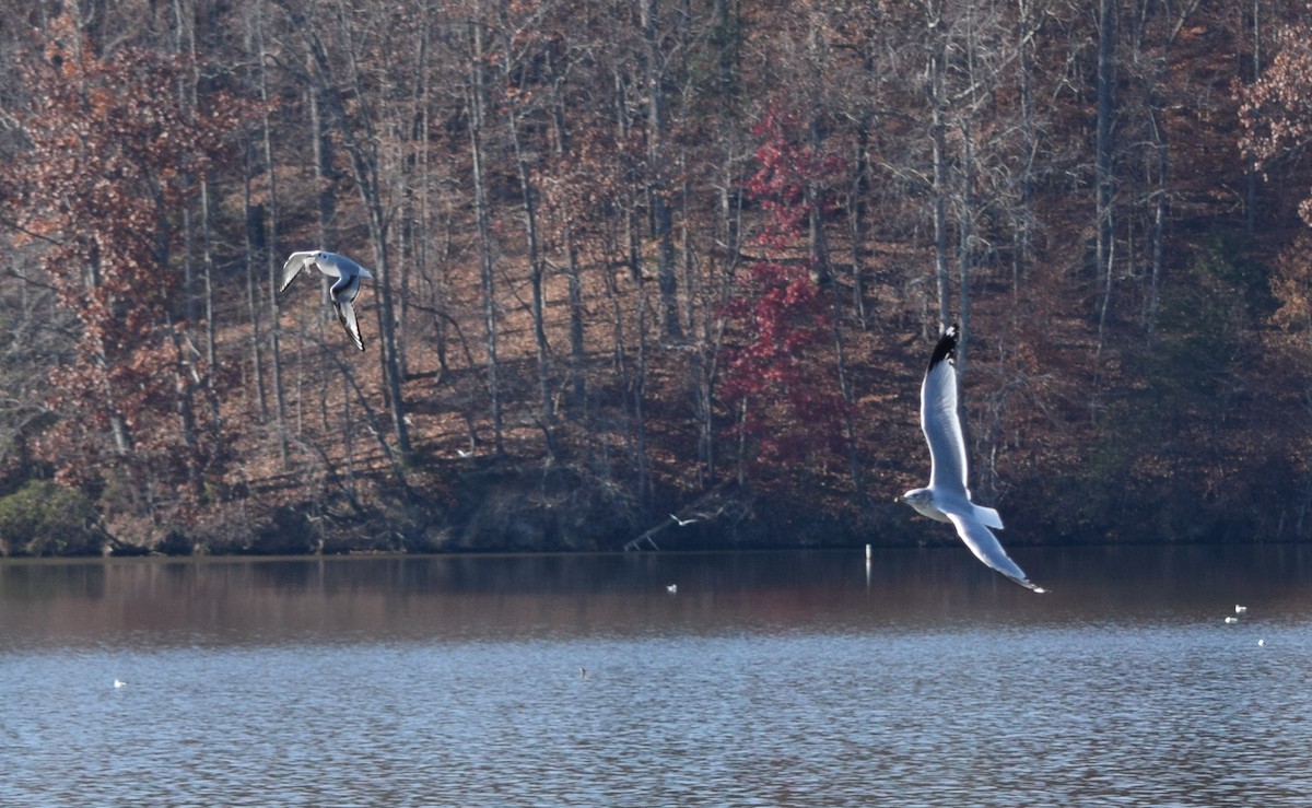 Küçük Karabaş Martı - ML645567250