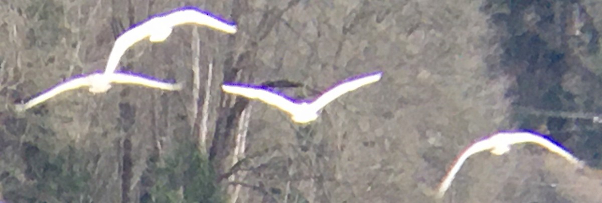 Borazancı Kuğu - ML645567251