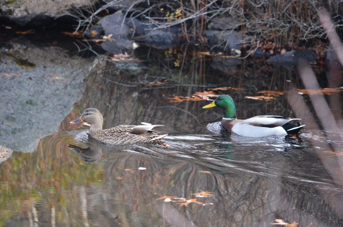 Yeşilbaş - ML645567253