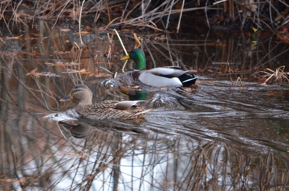 Yeşilbaş - ML645567254