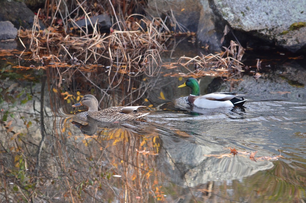 Yeşilbaş - ML645567255