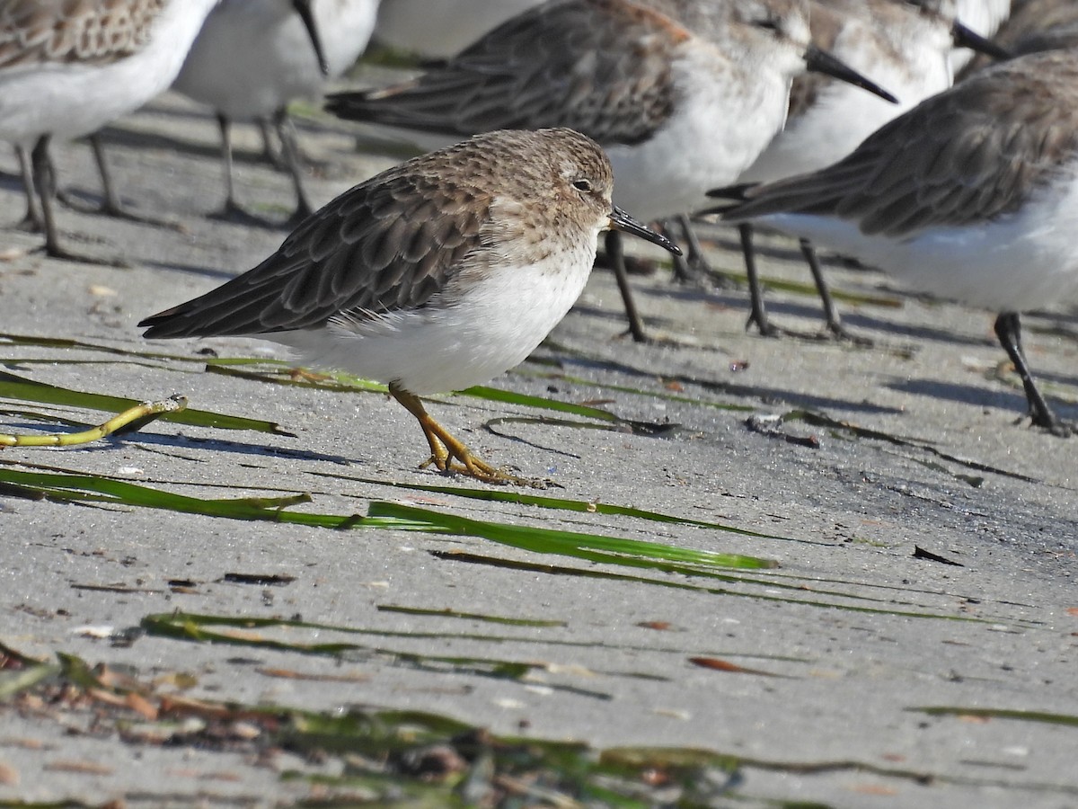 Cüce Kumkuşu - ML645567256