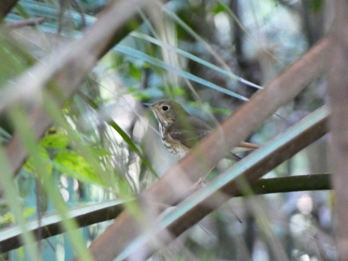 Münzevi Bülbül Ardıcı (faxoni/crymophilus) - ML645567257