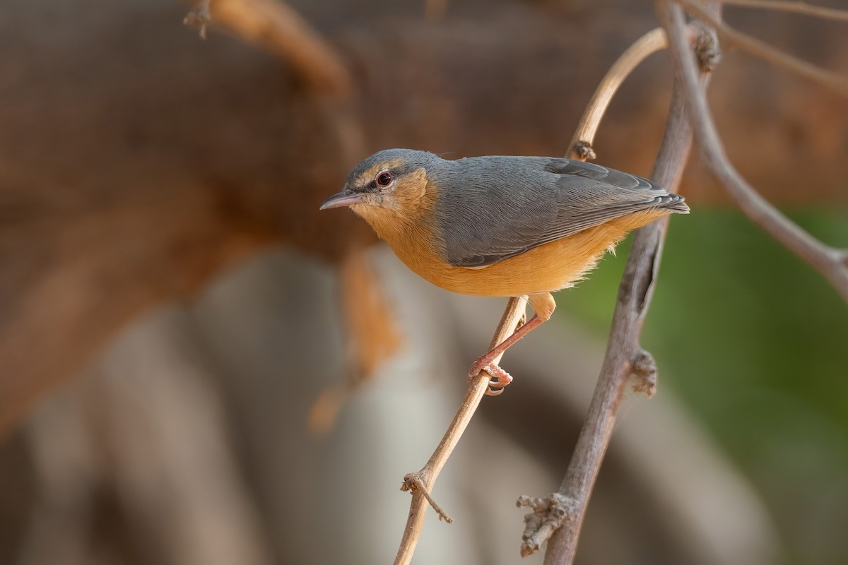 Kuzeyli Krombek - ML645567258