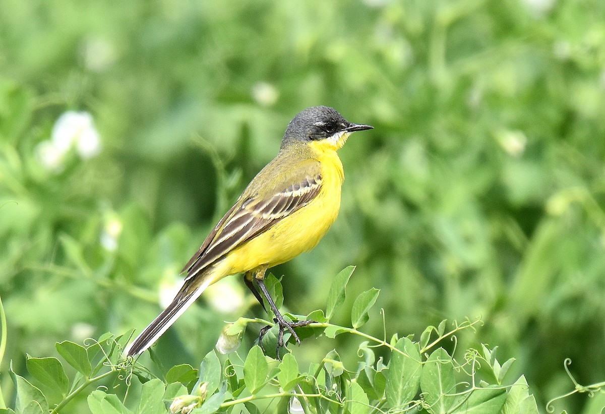 Sarı Kuyruksallayan - ML645567259