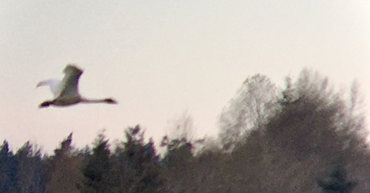 Borazancı Kuğu - ML645567260