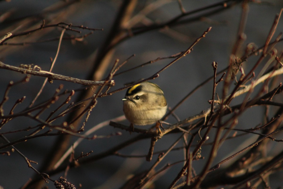 Sarı Taçlı Çalıkuşu - ML645567261