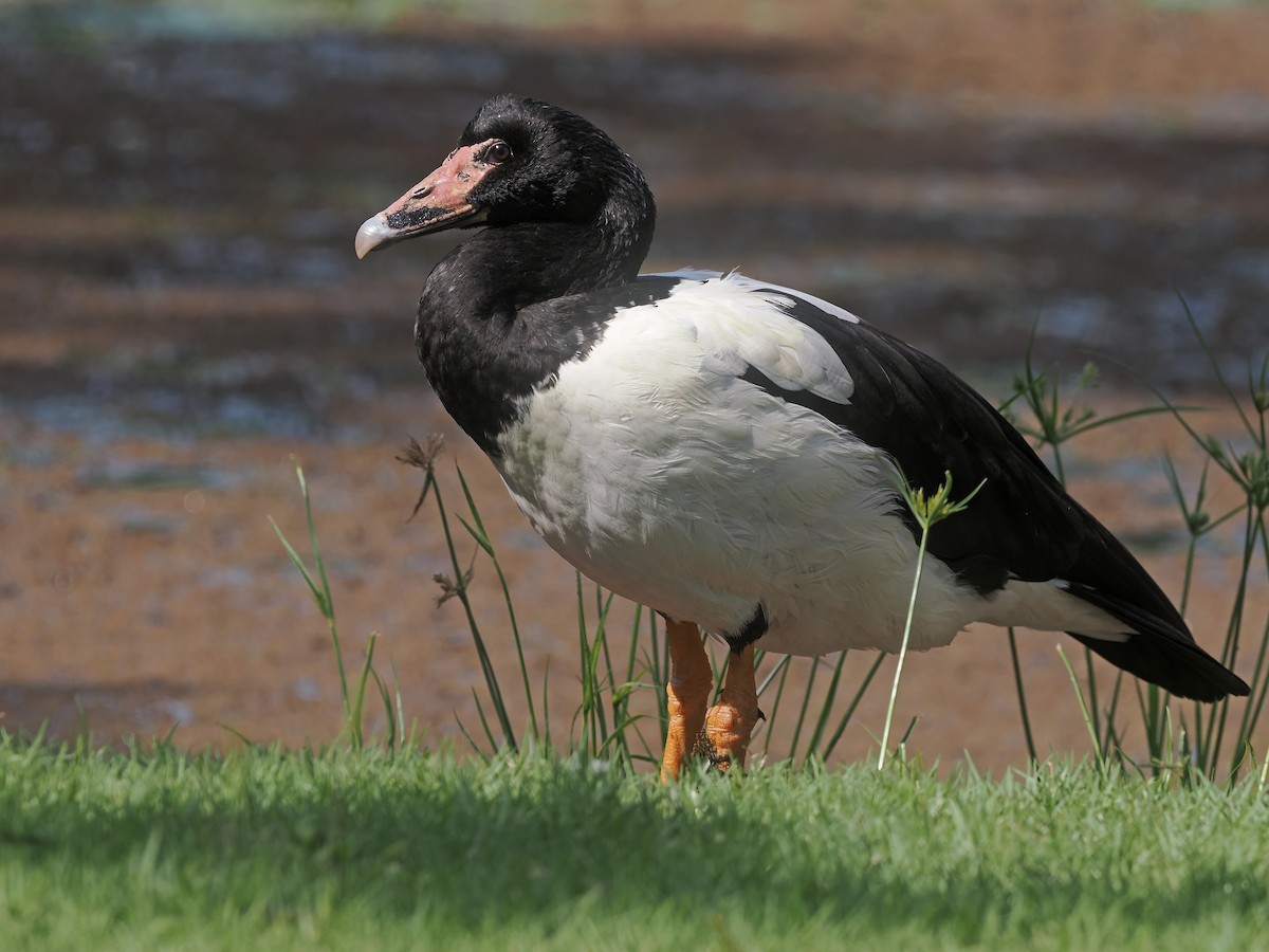 Saksağankazı - ML645567262