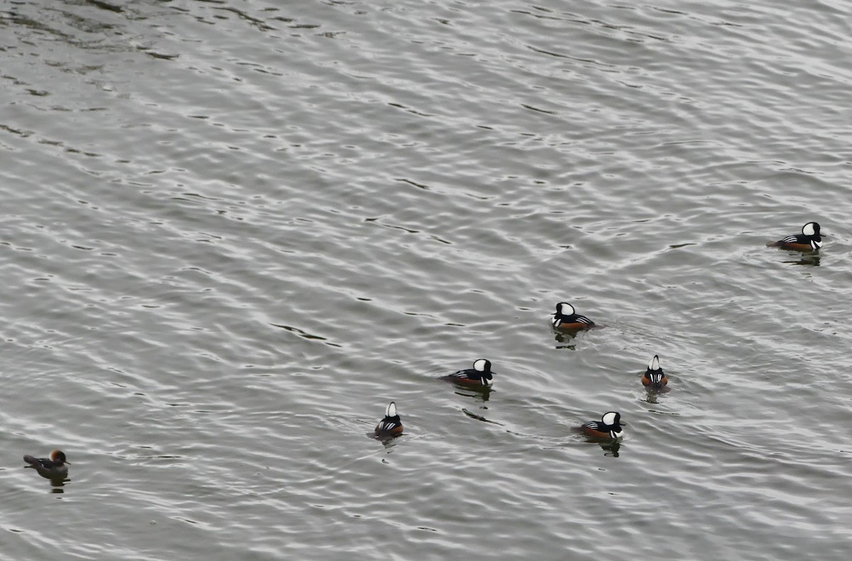 Başlıklı Tarakdiş - ML645567266