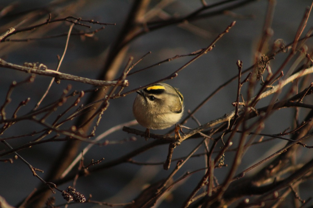 Sarı Taçlı Çalıkuşu - ML645567268