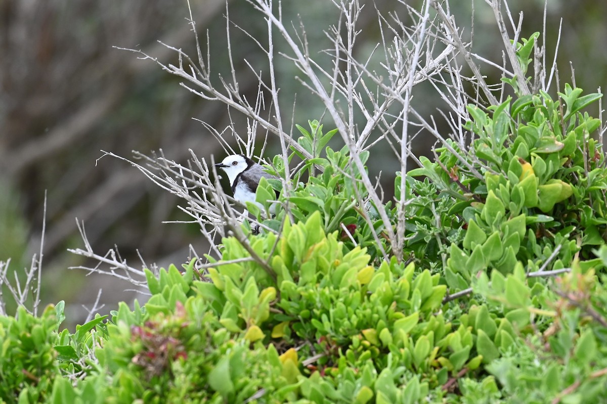 Alaca Çayır Balkuşu - ML645567272