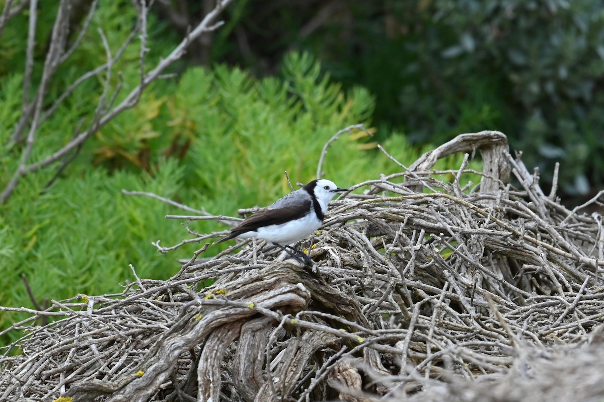 Alaca Çayır Balkuşu - ML645567273