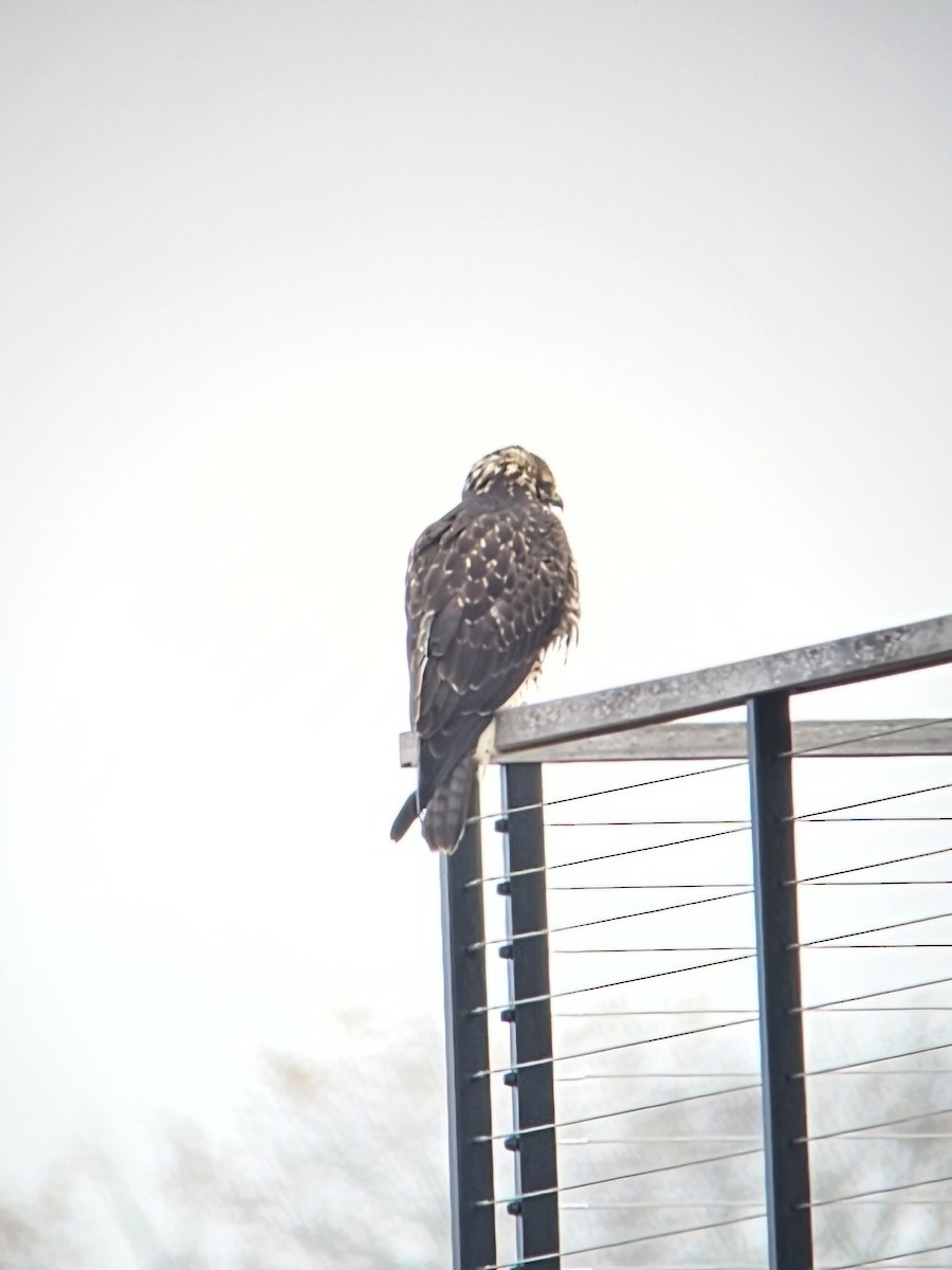 Swainson's Hawk - ML645567275